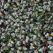 20120507 9093RAw [E] Silber-Mauermiere (Paronychia argentea), Rio Almonte, Extremadura