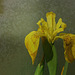 texture essai 8- Iris pseudacorus