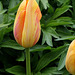 Tulipe (2)
