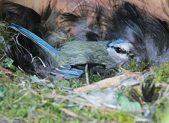 Blaumeise auf ihrem Nest