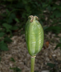 Fruit-Capsule de tulipe