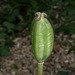 Fruit-Capsule de tulipe