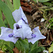 Iris nains - Sapphire Jewels