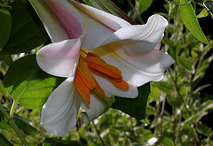 Lilium regale (3)