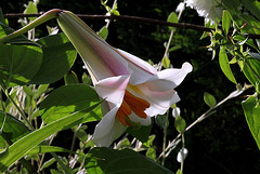Lilium regale (4)