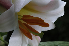 Lilium regale (5)