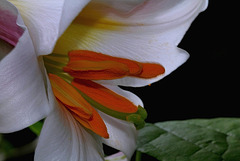 Lilium regale (6)