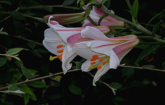 Lilium regale (7)
