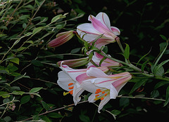 Lilium regale (8)