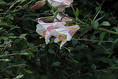 Lilium regale (9)