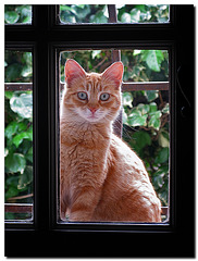 Katze am Küchenfenster