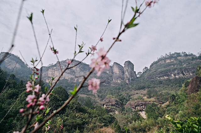 Spring in Wuyi