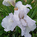 Iris Blanc