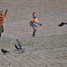 Piazza Il Campo - Tauben jagen