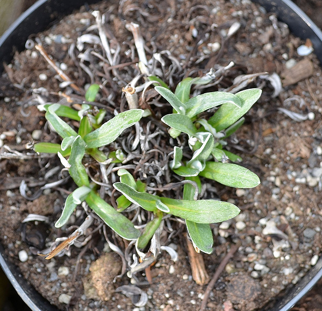 Leontopodium alpinum 'Matterhorn' DSC 0235
