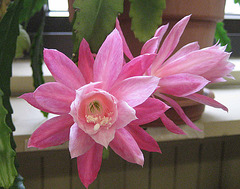 Cactus orchidée
