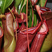 Nepenthes (6)
