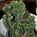 Cereus peruvianus cristatus