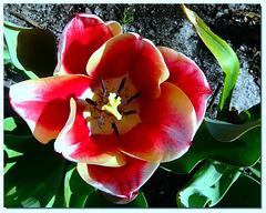 Cette tulipe vient de Lèges (Gironde) prise par Chantal