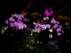 Orchidée de Dubaï
