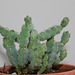 Euphorbia sp (2)