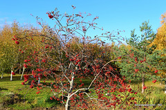 Rowan tree Berries - autumn