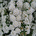 Fleurs blanches dite Spirée