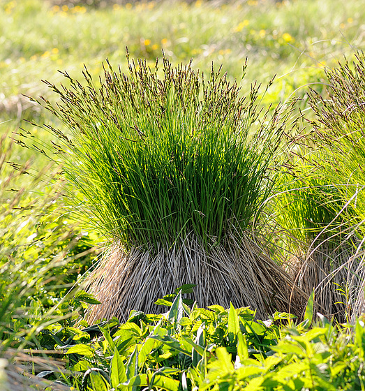 Rhön - 120520 Rhön - 120520