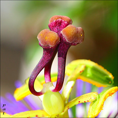 Inside a flower