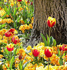 Tulip and trunk