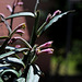 Monadenium montanum ssp rubellum