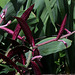 Monadenium montanum ssp rubellum (2)