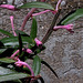 Monadenium montanum ssp rubellum (4)