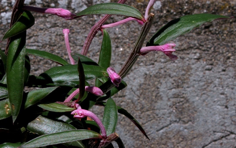 Monadenium montanum ssp rubellum (4)