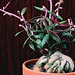 Monadenium montanum ssp rubellum (5)