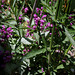 Lamium maculatum- Verbena bonariensis