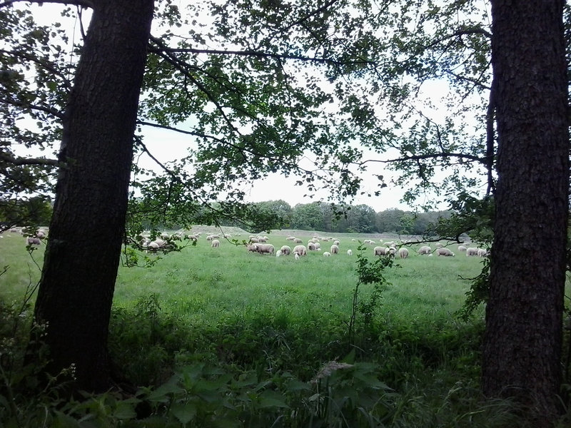 die Schafe etwas näher dran :-)