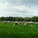 noch mehr Schafe!!!