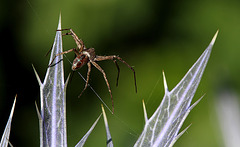 Araignée en apesanteur (2)