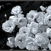 ROSES BLANCHES***