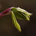 20120427 8723RAw [D~LIP] Gold-Ahorn (Acer shiras 'Aureum'), Bad Salzuflen