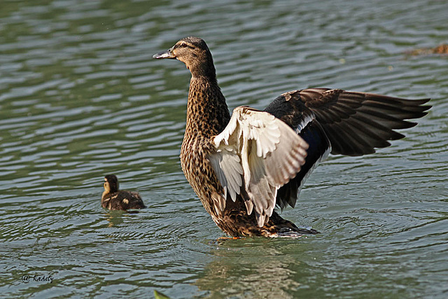 IMG 8845 Femelle colvert 'blog' IMG 8845 Femelle colvert 'blog'