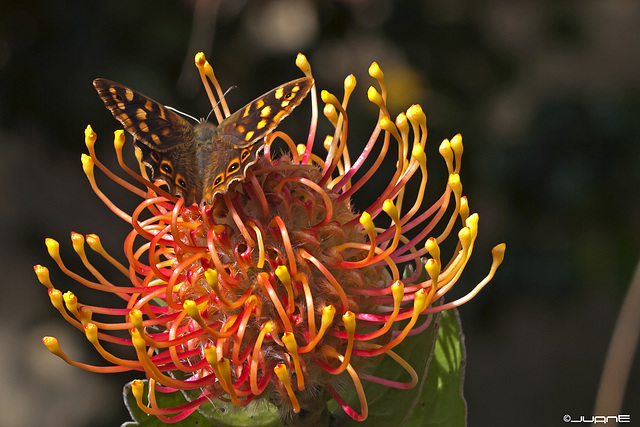 Pararge xiphioides sobre  Protea