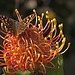 Pararge xiphioides sobre  Protea