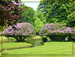 chateau et parc Nacqueville  2 juin 2012 049
