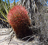 Cactus on the Boy Scout Trail (0751)