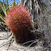 Cactus on the Boy Scout Trail (0751)