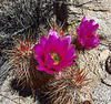 Cactus on the Boy Scout Trail (0764)