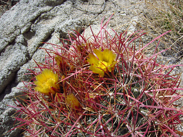 Cactus on the Boy Scout Trail (0769)