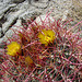 Cactus on the Boy Scout Trail (0769)